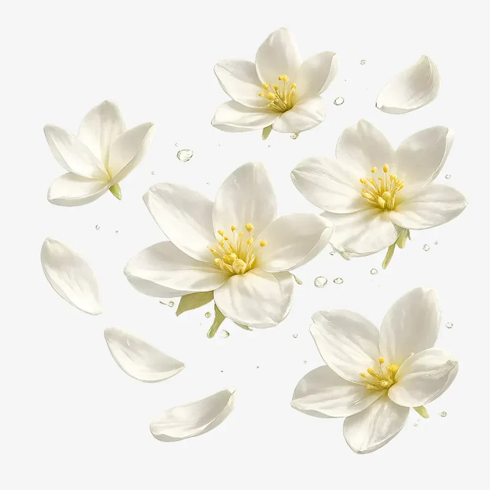 Jasmine